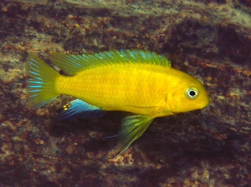 Tropheops sp. 'mauve yellow' Mbweca Rocks